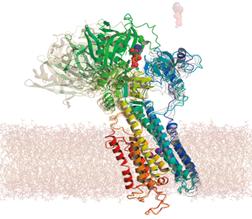 Schematic of structure: Structural change of calcium pump